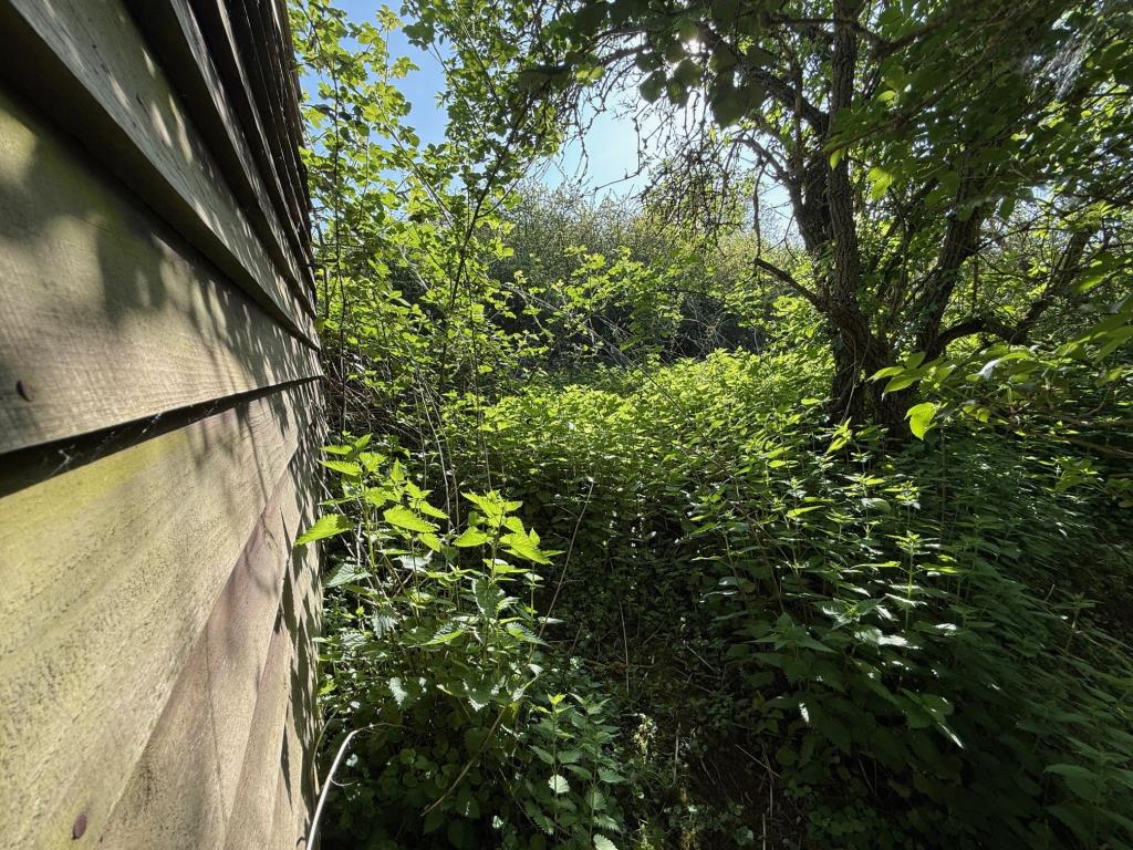 Lot: 89 - PARCEL OF LAND FRONTING WALTHAM ROAD - Disused timber stable building on the overgrown land